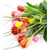 Tulipanes Mix