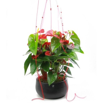 Anthurium Red