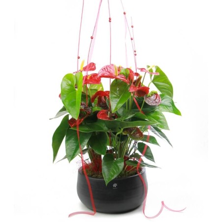 Anthurium Red