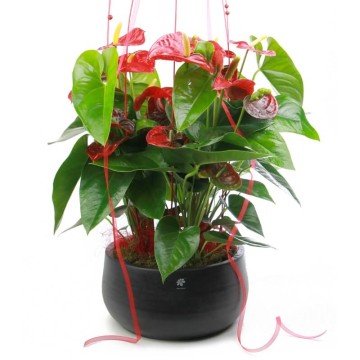 Anthurium Red