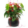 Anthurium Rojo