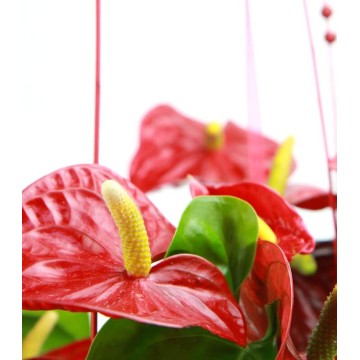  Anthurium Vermell