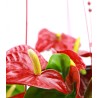 Anthurium Rojo