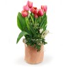 Tulip Sachet