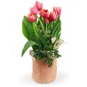 Saquet de Tulipes