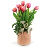 Saquet de Tulipes