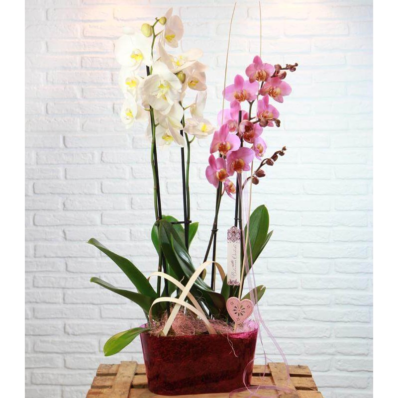 Phalaenopsis composition