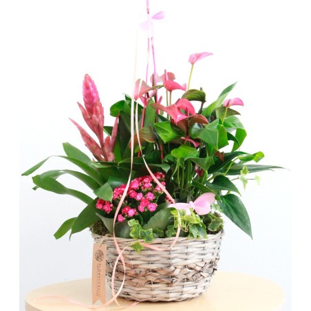Basket of pink plants
