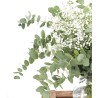 Ram de Paniculata