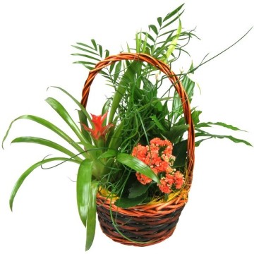 Buy Basket of Plants with Free Shipping. Variety of Plants Flowers