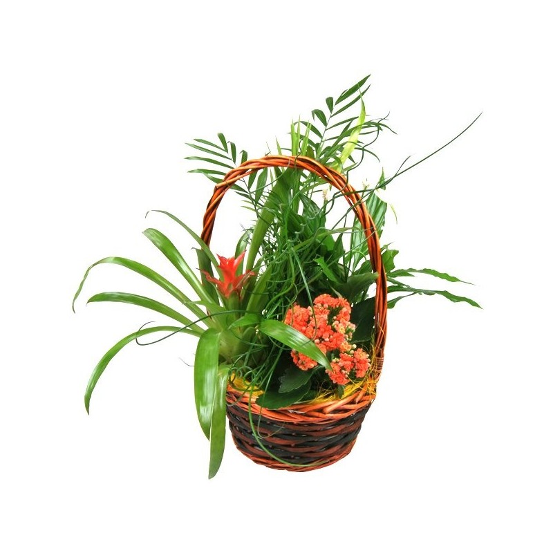 Comprar Cesta de Plantas con envío Gratis. Variedad de Plantas Flores