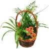 Basket Plants Basic