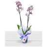 Phalaenopsis Orchid Buy Plants Florist Plants at home