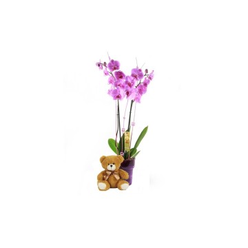 Comprar Orquidea Phalaenopsis y Peluche Regalos Originales Floristería