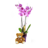 Orquidea Phalaenopsis & Peluche