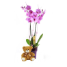 Comprar Orquidea Phalaenopsis y Peluche Regalos Originales Floristería