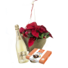 Pascuero Plant with Cava and chocolates. Free home delivery