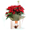 Christmas Plant Chocolates - Rustic Euphorbia - Free Delivery