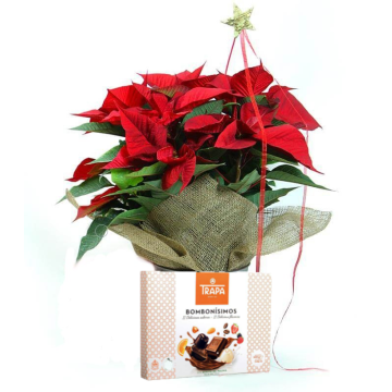 Christmas Plant Chocolates - Rustic Euphorbia - Free Delivery