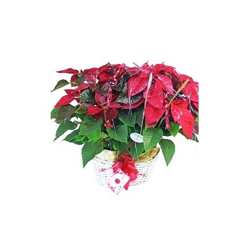 Christmas Basket Plants Poisenttia Free Delivery