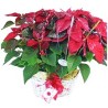 Christmas Basket Plants Poisenttia Free Delivery