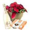 Pascuero Plant with Cava and chocolates. Free home delivery