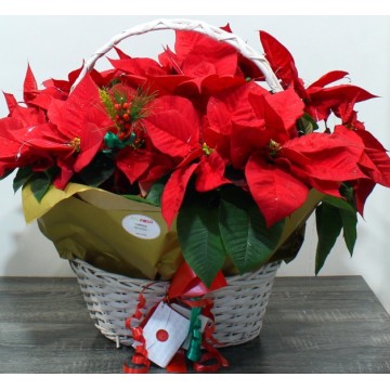 Christmas Basket Plants Poisenttia Free Delivery