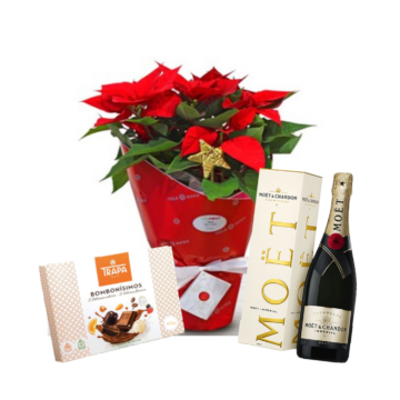 Planta Pascuero, Champagne Moët Chandon and Chocolates. Free Delivery