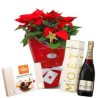 Planta Pascuero, Champagne Moët Chandon and Chocolates. Free Delivery