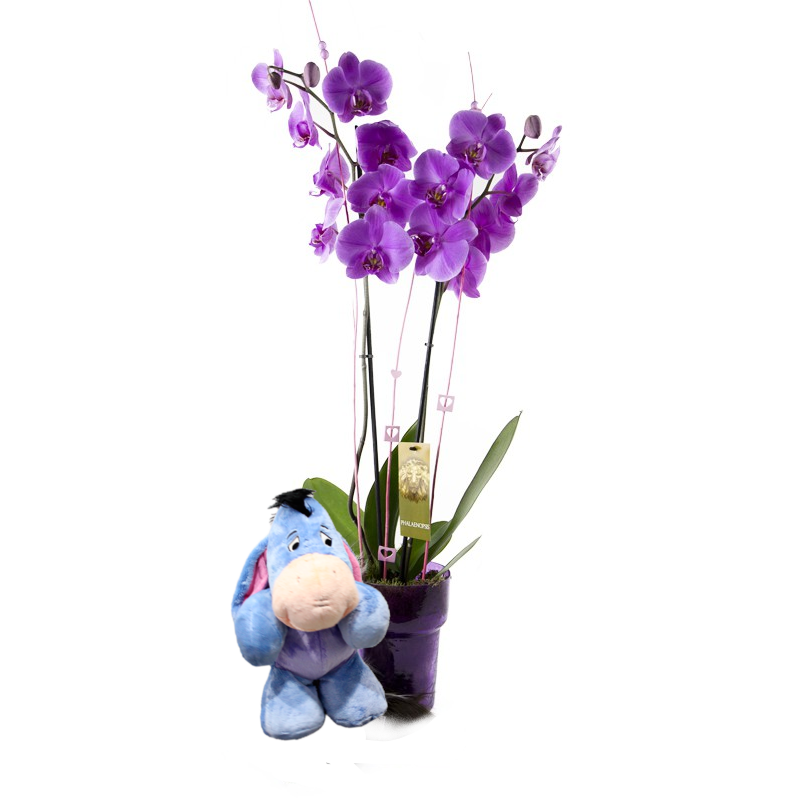 Orchid Phalaenopsis and plush disney Plant of Orchids at home