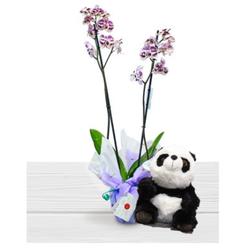 Comprar Orquidea amb Ós Panda Regalar Panda i Planta d´Orquídia