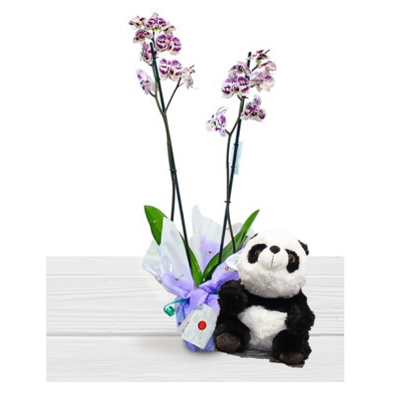 Comprar Orquidea amb Ós Panda Regalar Panda i Planta d´Orquídia