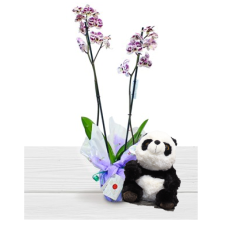 Buy Orchid with Panda Bear Give Panda and Orchid Plant as a Gift
