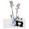 Buy Orchid with Panda Bear Give Panda and Orchid Plant as a Gift