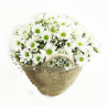 Daisy basket