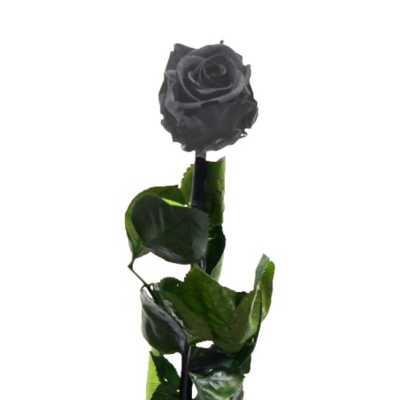 Black Roses - Freeze-dried Eternal Rose with Home Delive