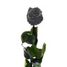 Rosa Negra Preservada