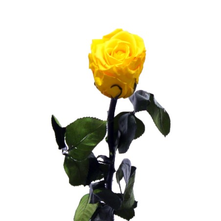 Rosa Amarilla Liofilizada - Rosa Eterna entrega a Domicilio