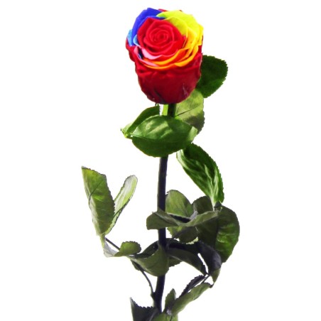 Rosa Eterna Multicolor Arcoiris. Rosas Rainbown Entrega Gratis
