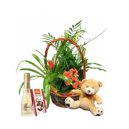 Buy Gift Plants with Free Delivery Florist Plants