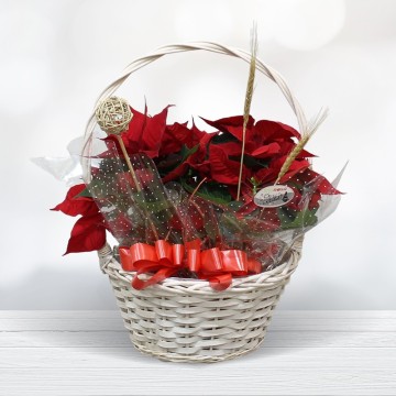 Christmas Basket Plants Poisenttia Free Delivery