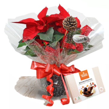 Christmas Plant Chocolates - Rustic Euphorbia - Free Delivery