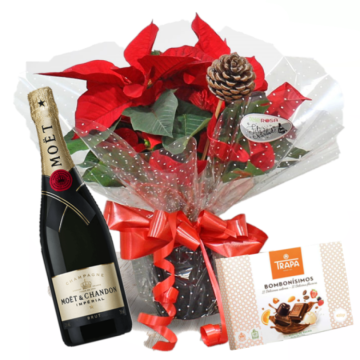 Planta Pascuero, Champagne Moët Chandon and Chocolates. Free Delivery