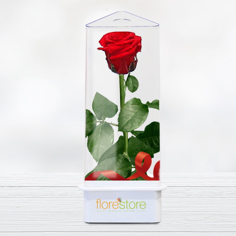 Preserved Eternal Rose. Rose forever. Free Delivery