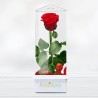 Preserved Eternal Rose. Rose forever. Free Delivery