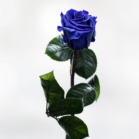 Freeze Dried Blue Rose - Eternal Rose. a rose is forever
