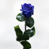 Rosa Azul Liofilizada - Rosa Eterna . Una rosa es para siempre