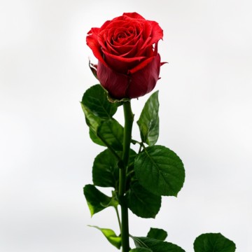Rosa Roja liofilizada - Rosa Eterna a Domicilio Floristería