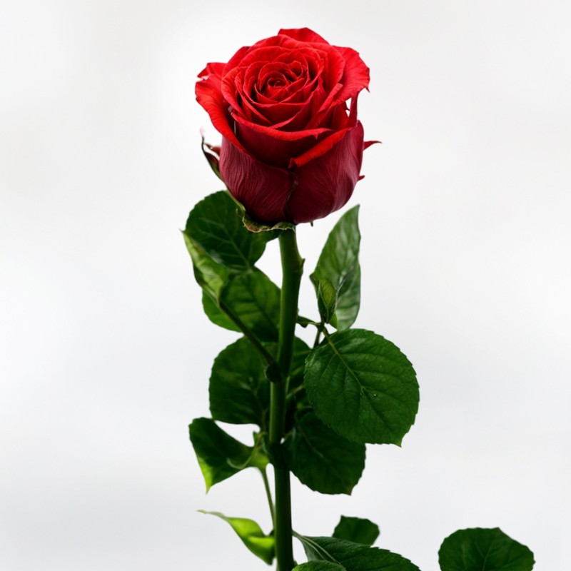 Freeze-dried Red Rose - Eternal Rose at Home Florist