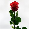 Rosa Roja liofilitzada - Rosa Eterna a Domicili Floristeria